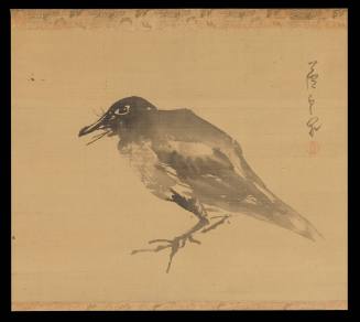 Large Black Bird