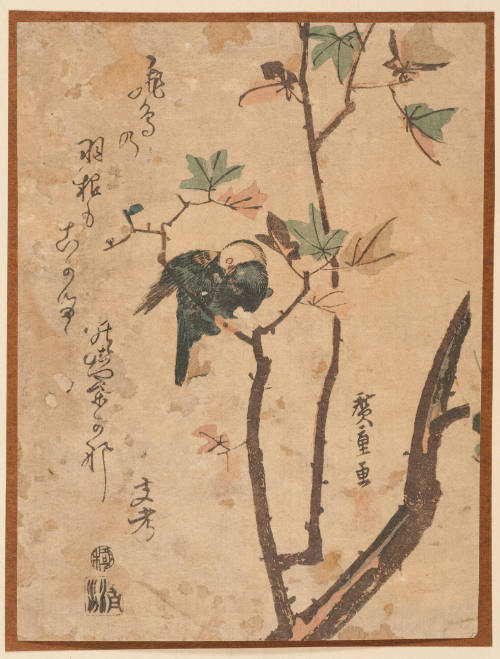 Bulbul on Maple Branch