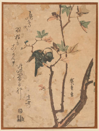 Bulbul on Maple Branch