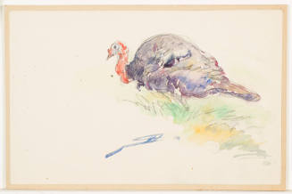 Study of Turkey Gobbler