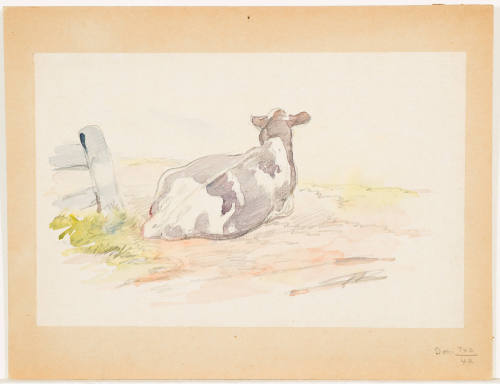 Study of a Cow Lying Down