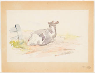 Study of a Cow Lying Down