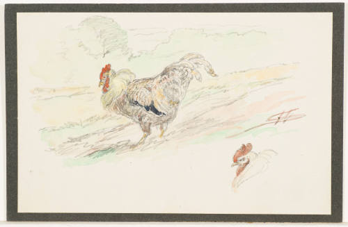 Study of a Rooster