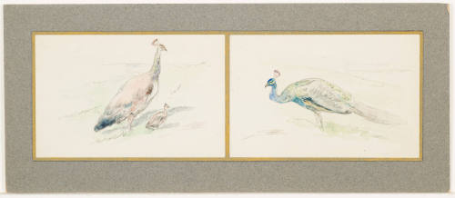 Studies of Peacocks