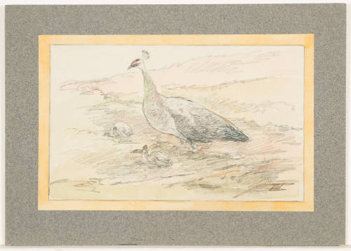 Study of Pea-Fowl with Young
