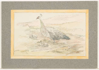 Study of Pea-Fowl with Young