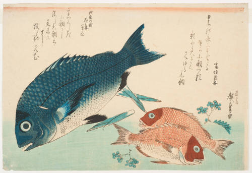 Black Sea Bream and Red Bream (Kurodai to Akodai)