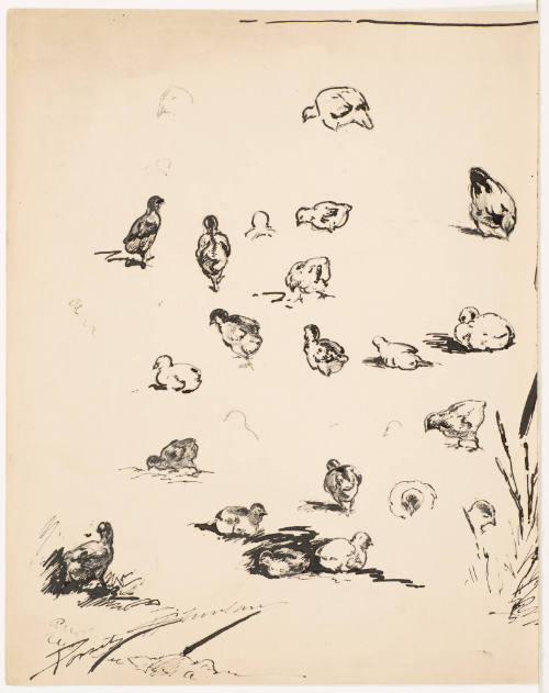 Studies of Small Chickens