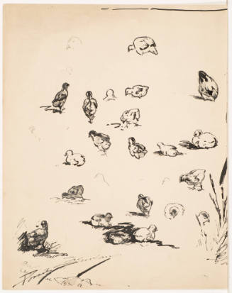 Studies of Small Chickens