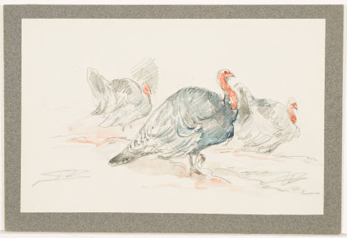 Study of Turkey Gobblers
