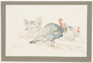 Study of Turkey Gobblers