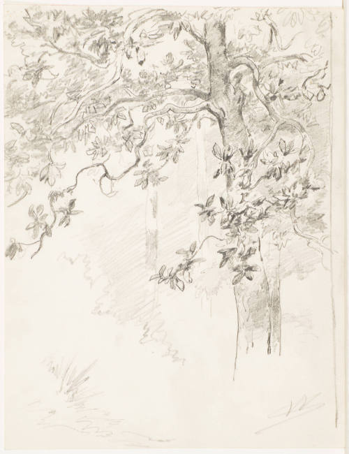Sketch of Tree