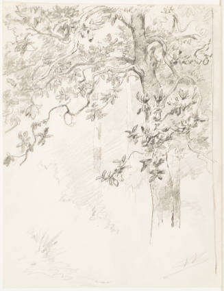 Sketch of Tree