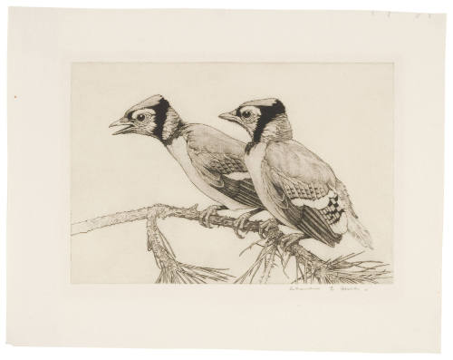 Two Young Blue Jays