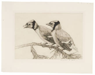 Two Young Blue Jays