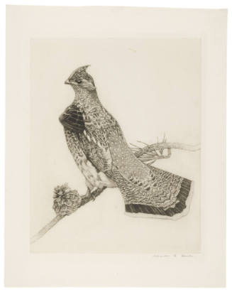 Ruffed Grouse
