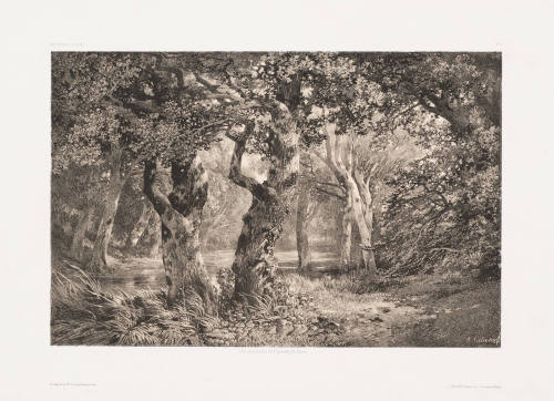 Interior of a Forest