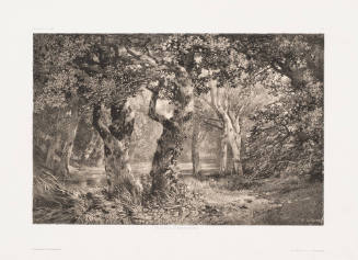 Interior of a Forest