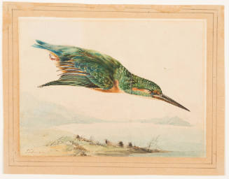 Kingfisher (Female?)