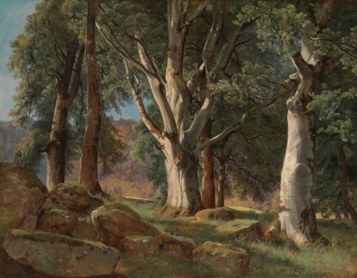 The Sycamores
