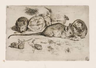 Study of Rodents