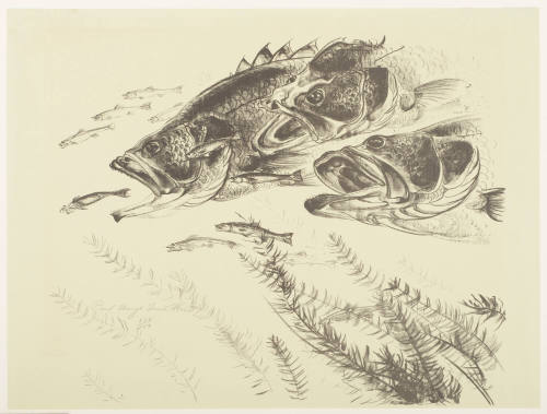 Black Bass and Minnows