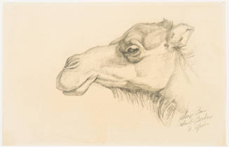 Head of a Camel