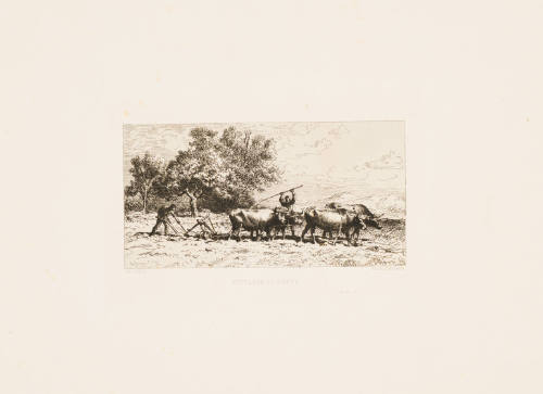 Attelage de Boeufs