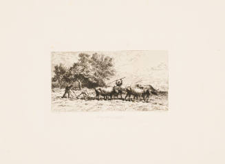 Attelage de Boeufs