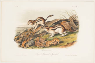 Say's Marmot Squirrel