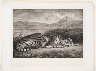 Royal Tiger [Tigre Royal]