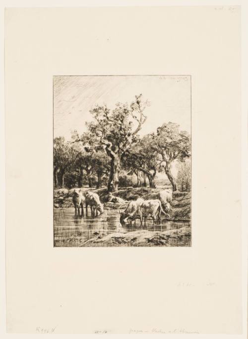 Vaches a L'Abreuvoir