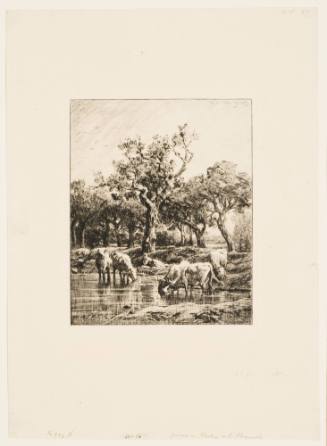 Vaches a L'Abreuvoir