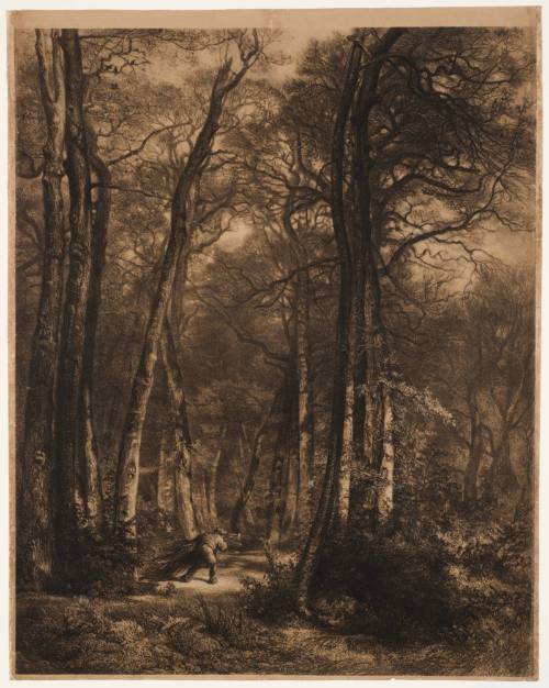 En forêt ou haute futaie