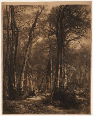 En forêt ou haute futaie