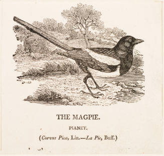 The Magpie