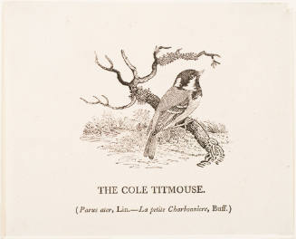 The Cole Titmouse