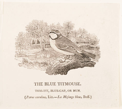 The Blue Titmouse