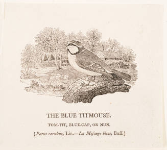 The Blue Titmouse