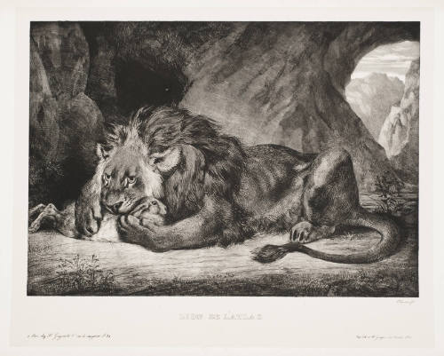 Lion from the Atlas Mountains [Lion de L'Atlas]