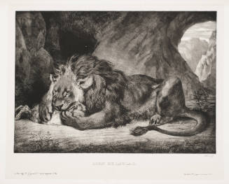 Lion from the Atlas Mountains [Lion de L'Atlas]