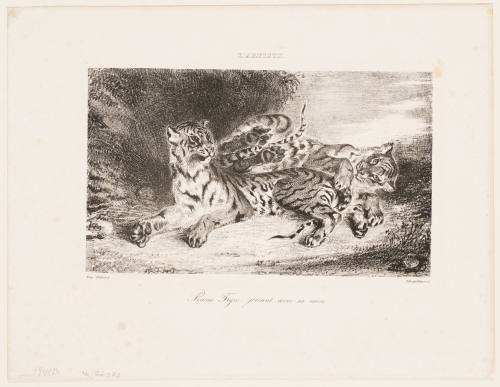 Young Tiger Playing with its Mother [Jeune tigre jouant avec sa mere]