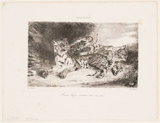 Young Tiger Playing with its Mother [Jeune tigre jouant avec sa mere]