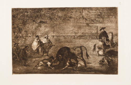 On Lache Les Chiens Contra La Taureau