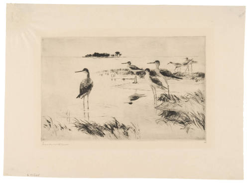 Winter Yellowlegs