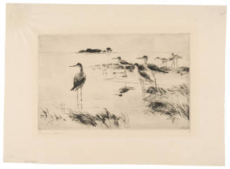 Winter Yellowlegs