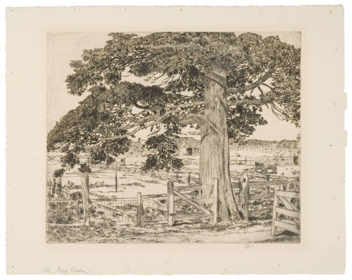 The Big Cedar