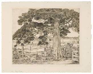 The Big Cedar