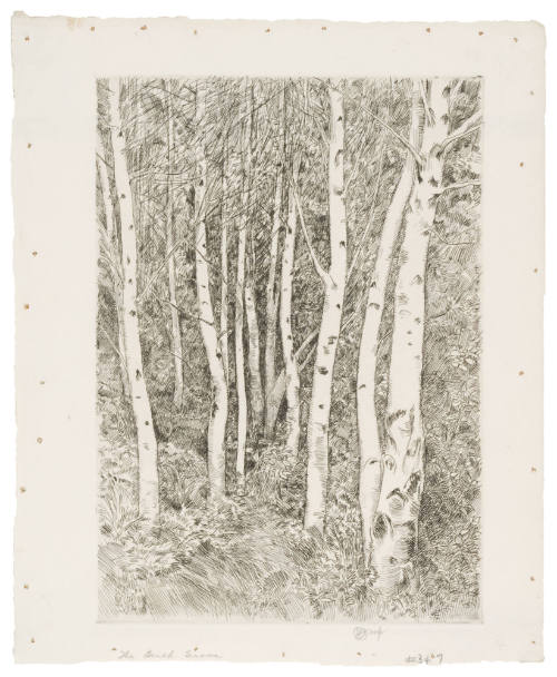 The Birch Grove