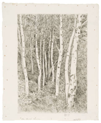 The Birch Grove